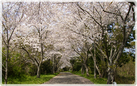 桜並木とトンネル